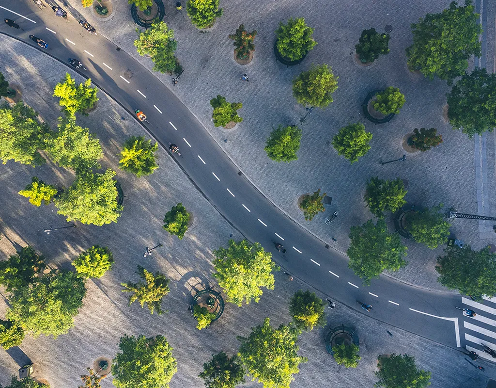 top-down view of trees and cycle lanes