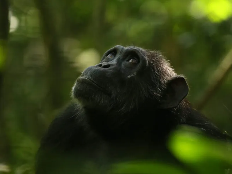 A chimp who has likely experienced menopause looks up into a dense rainforest