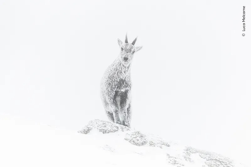ibex in the snow almost hidden