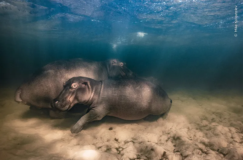 hippos underwater
