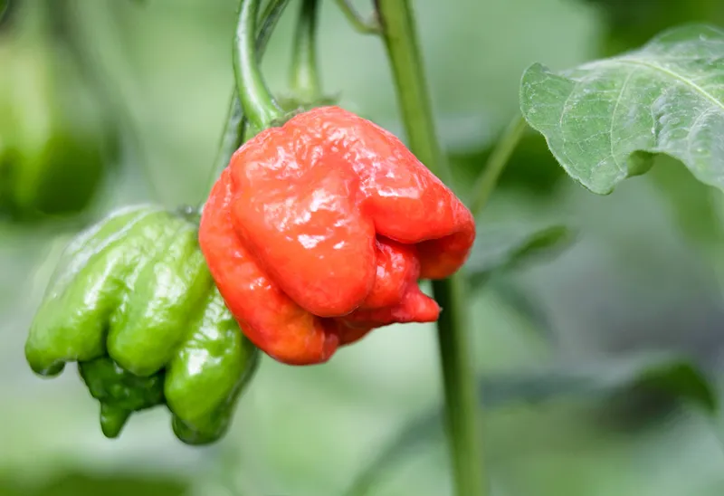 Trinidad Scorpion Butch T Chilli, one of the hottest chilli peppers in the world
