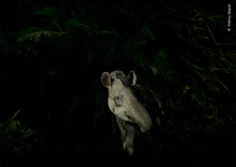 Tapir at night