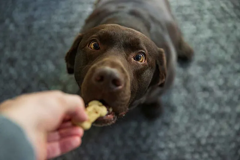chocolate Labrador retriever dog looks up slightly cross-eyed at its owner as it takes a biscuit