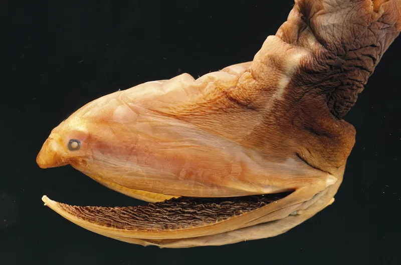 A gulper eel jaw.