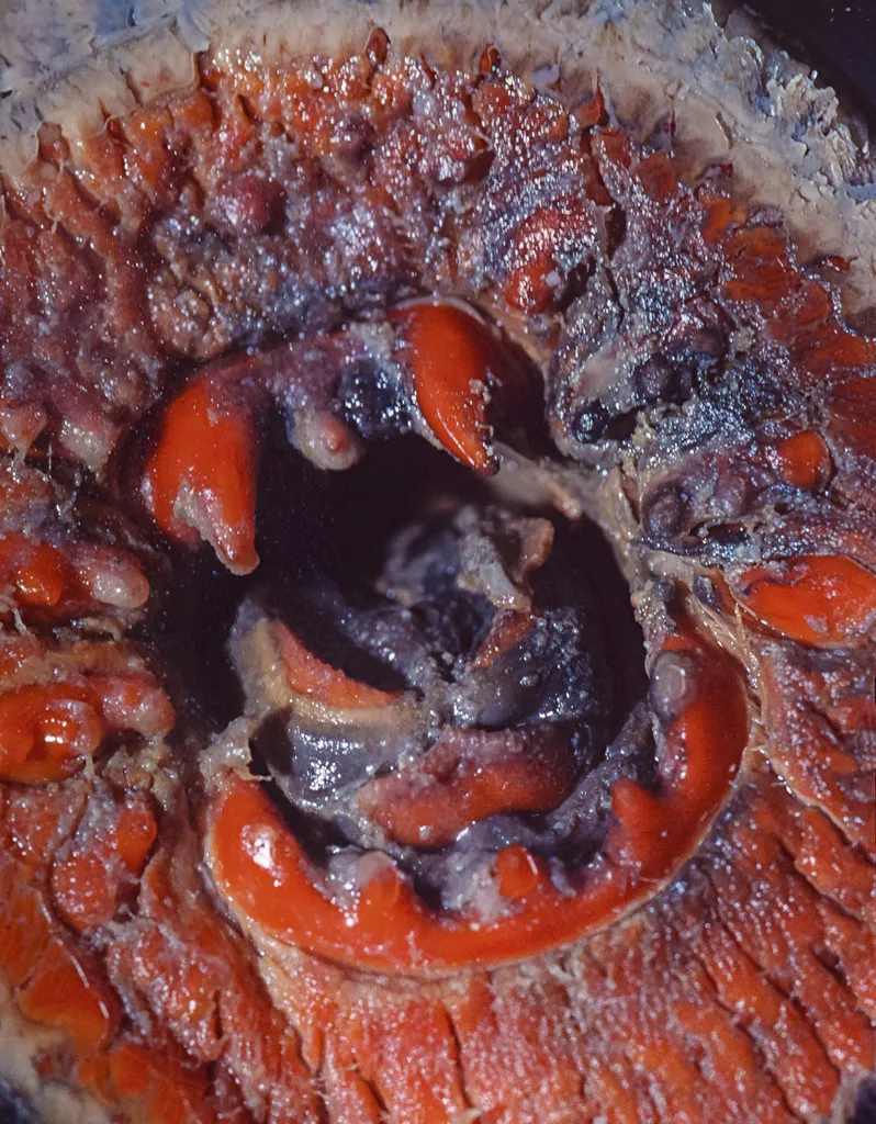 Mouth of Northern Lamprey