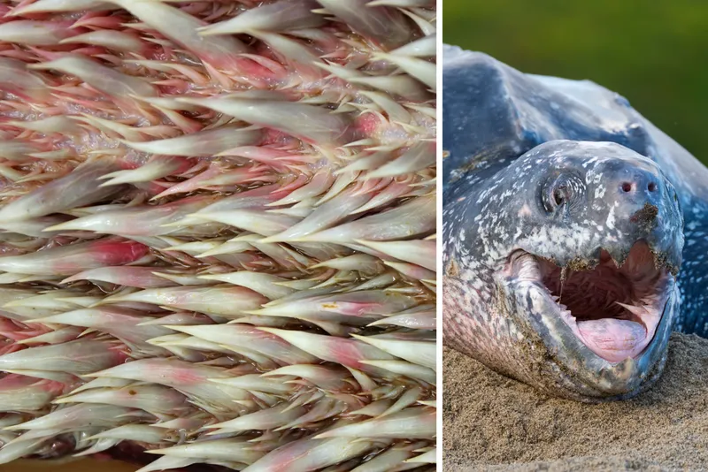 Composite image of a turtle and its teeth.