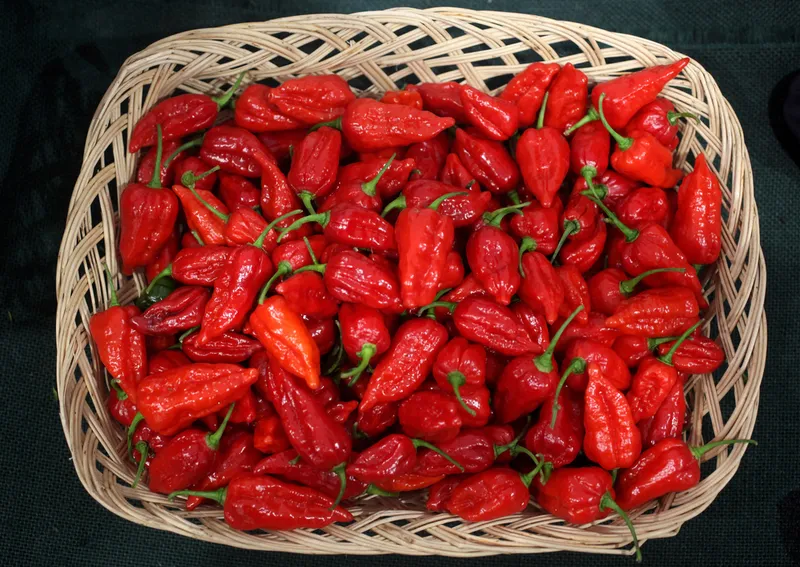 Red 'Dorset Naga' chillies, one of the hottest varieties of chilli in the world