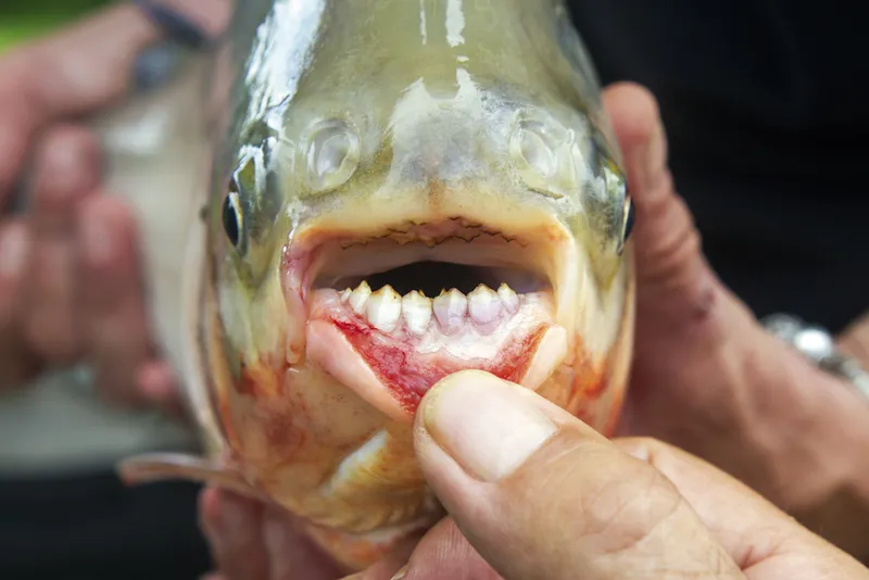 Pacu fish with jaws open.