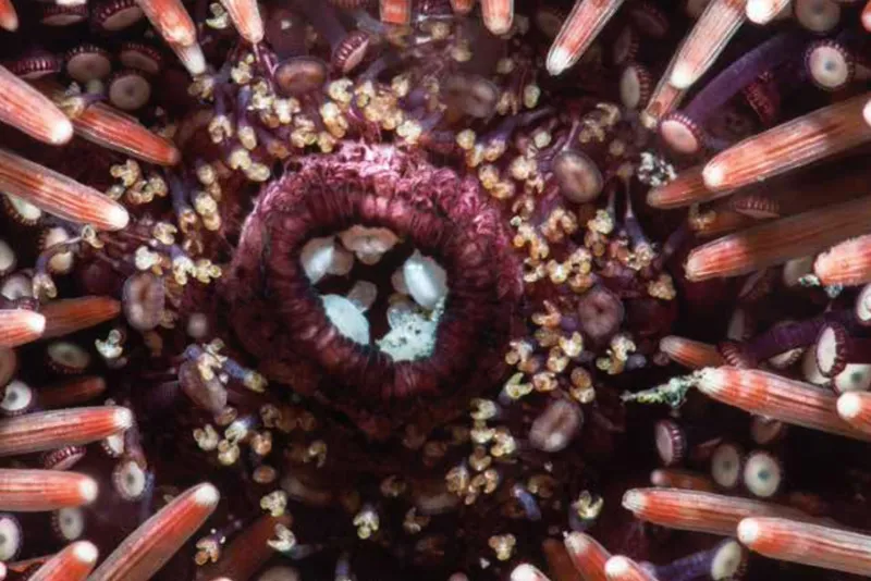 A sea urchin mouth.