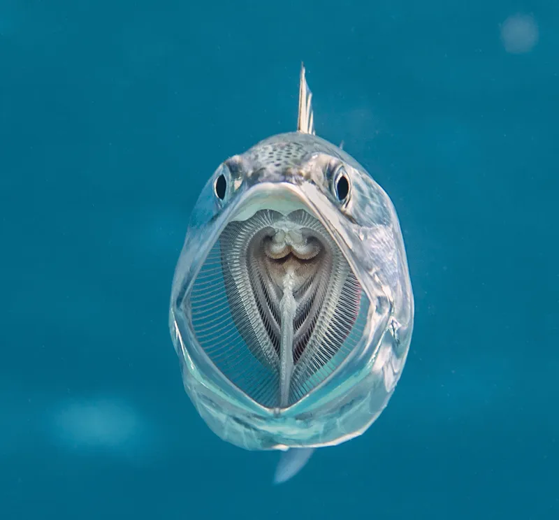 A Striped mackerel fish with mouth open
