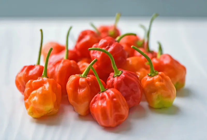 Red Scotch Bonnets, one of the hottest chilli peppers in the world