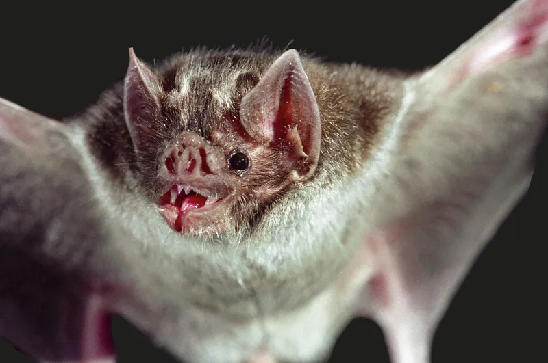 A vampire bat with mouth open.