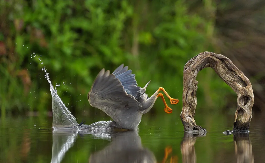 Ptak nurkuje do wody głową naprzód