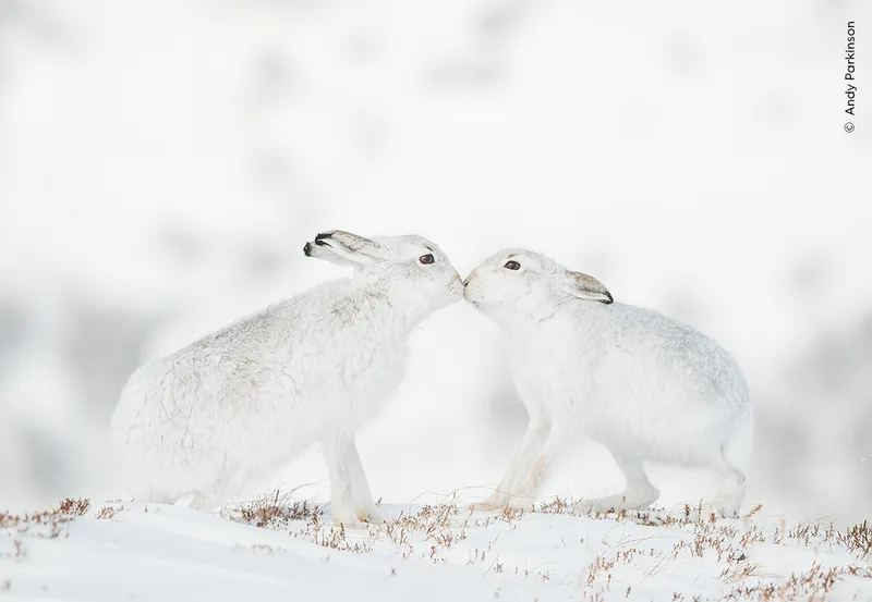 two white hares touch mouths 