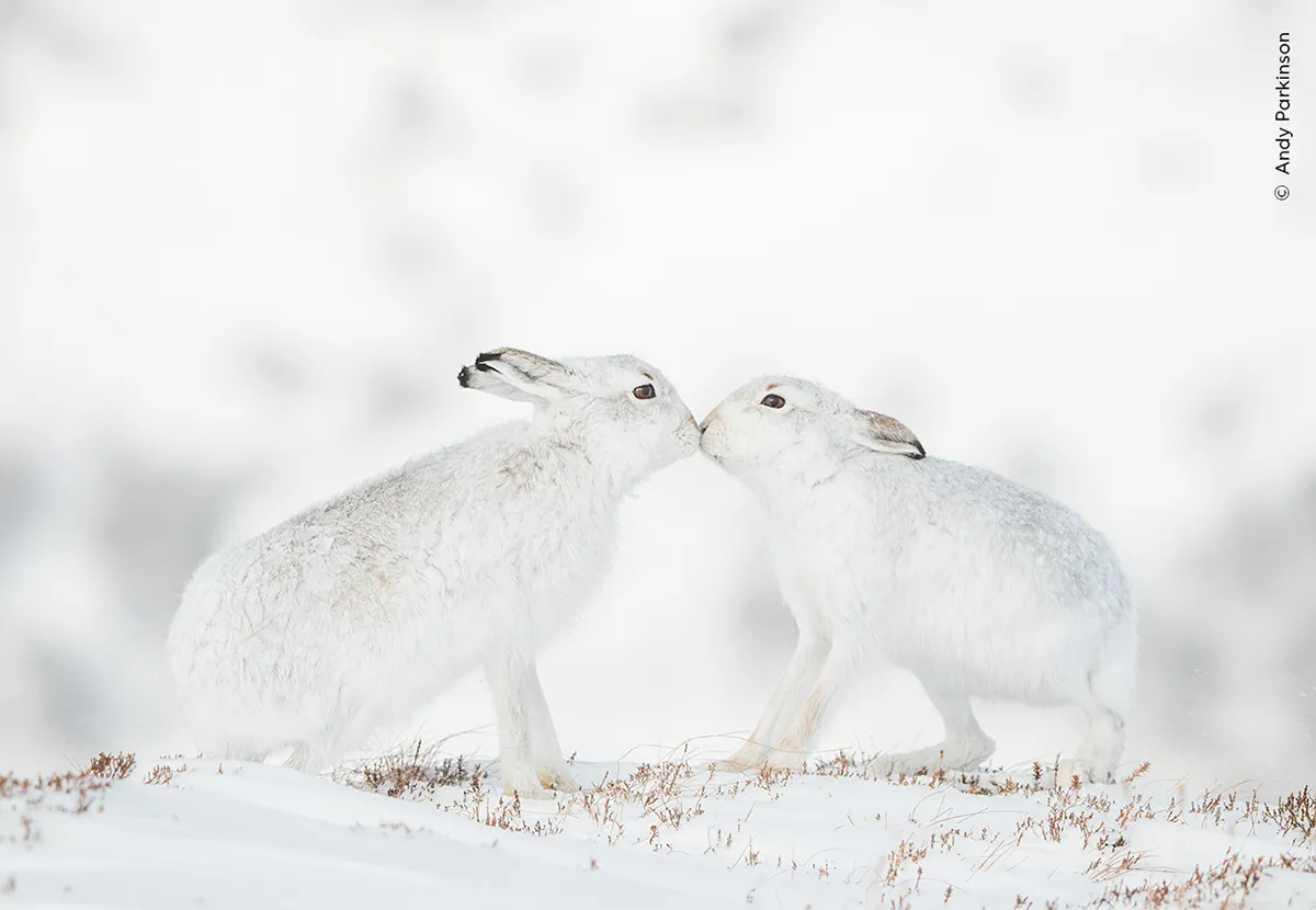 two white hares touch mouths 