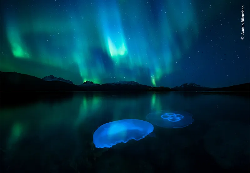 Aurora and glowing creatures in lake