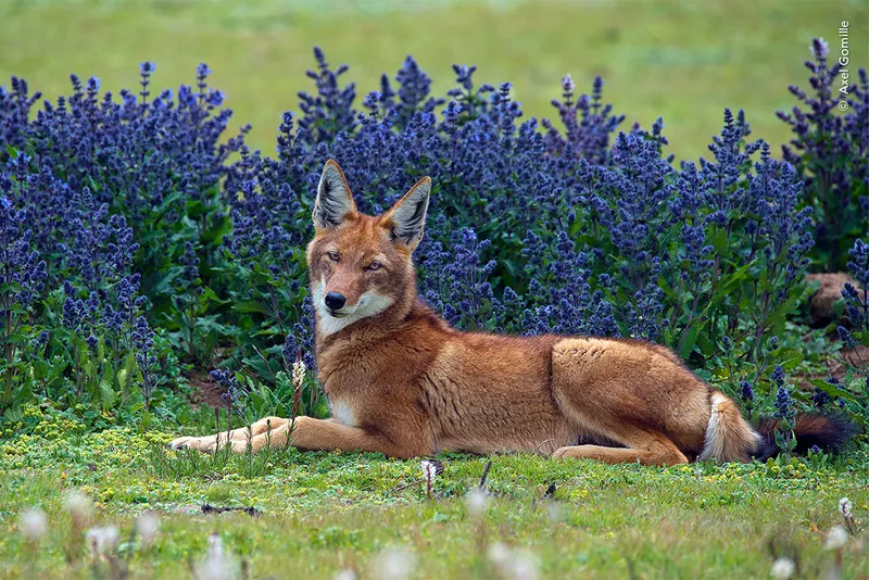 A brown wolf rests surrounded by flowers