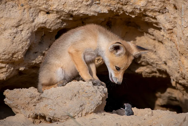 Red fox cub looks at shrew