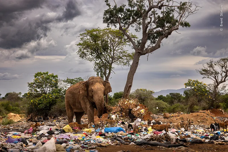 Elephant surrounded by rubbish
