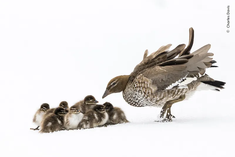 Bird mother and her chicks in snow