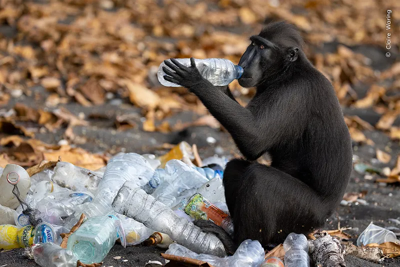 Ape drinking from plastic bottle