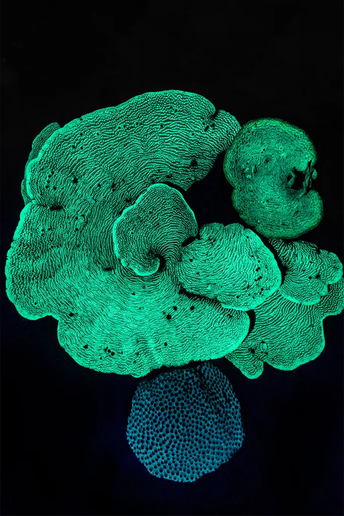 corals glowing green and blue