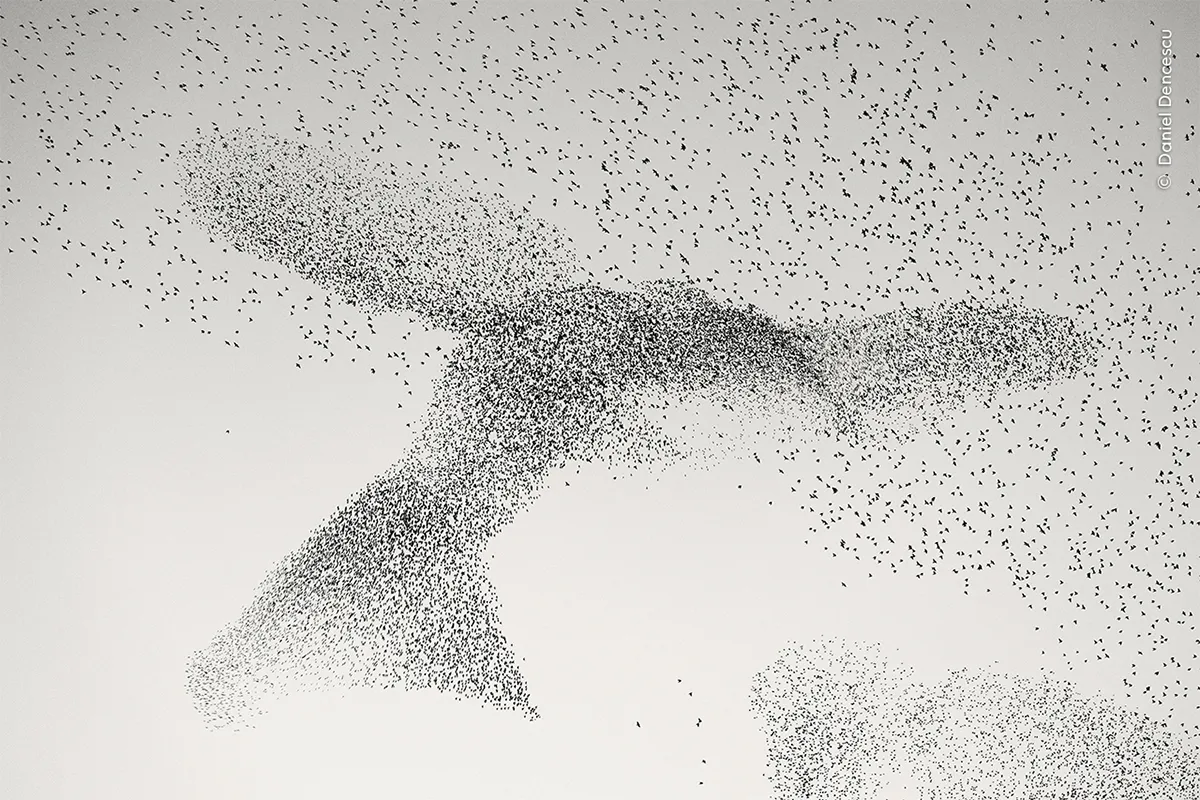 Starling murmuration forms shape of bird in sky