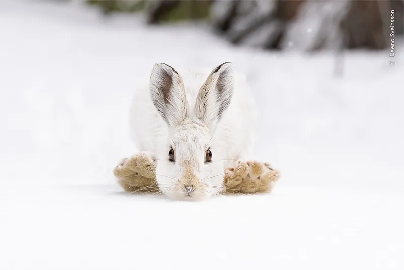 White hare with brown feet in snow