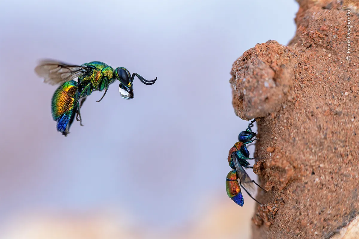 wasp flies while another rests