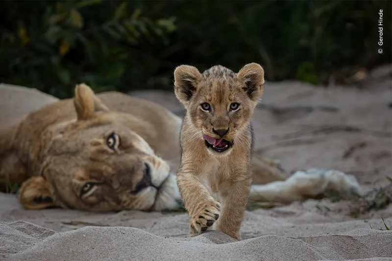 Female lion lies down while cub walks towards camera