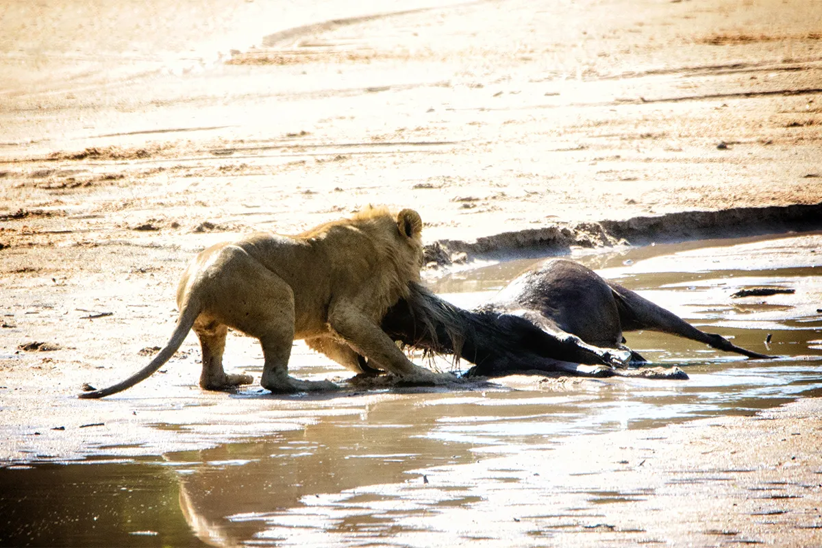 male lion drags Wildebeest through water
