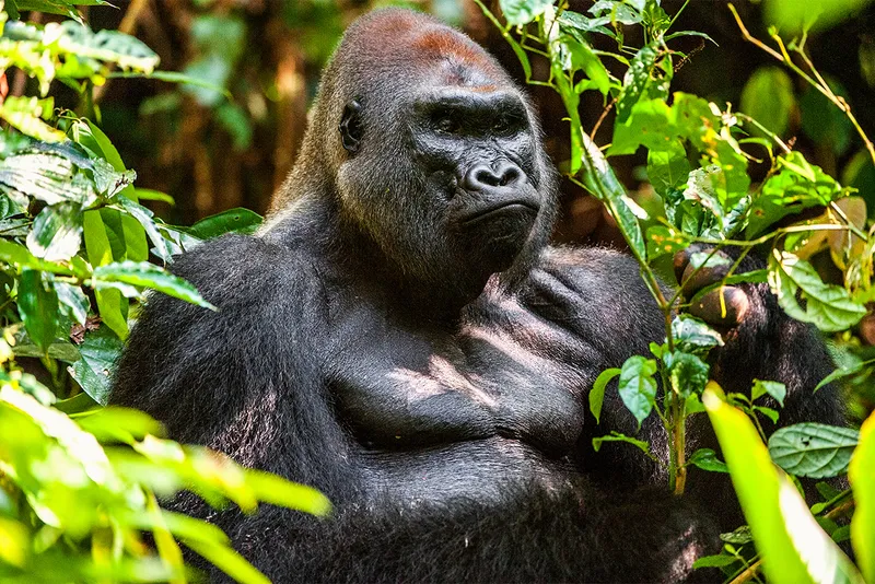Strong gorilla looks agressive