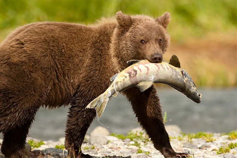grizzly bear carrying fresh salmon prey