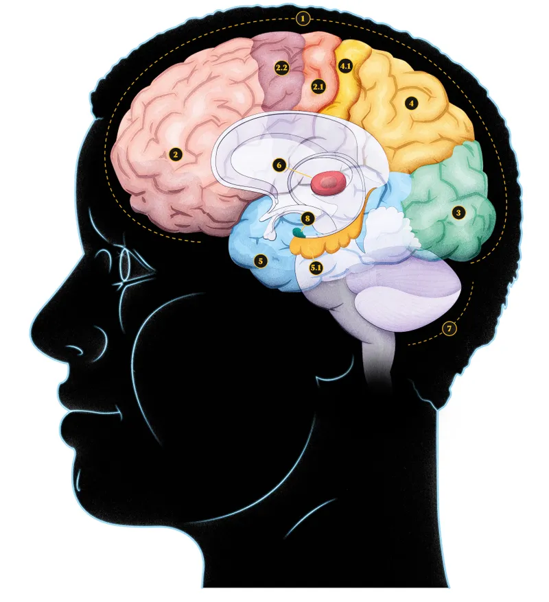 A labelled illustration of the human brain