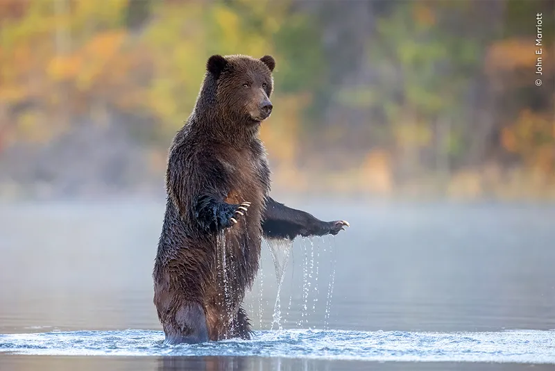 Bear stands in water holding both arms at waist height