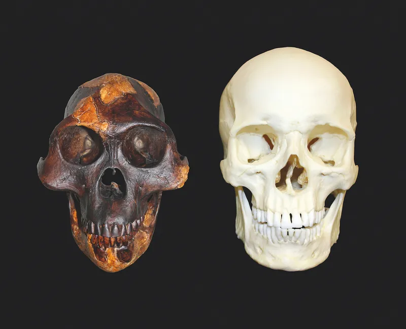 A comparison of skull sizes between Lucy and a modern human