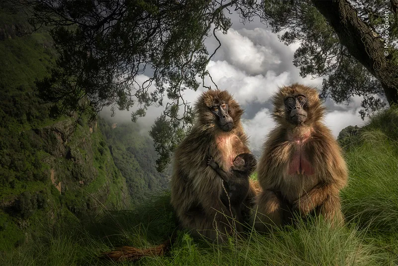 A pair of monkeys sit in woodland glade