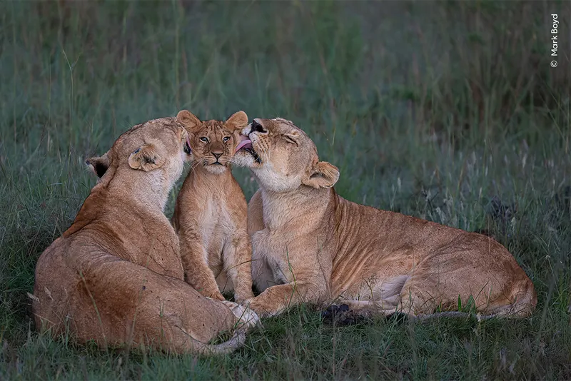 Two female lions like a cub's face