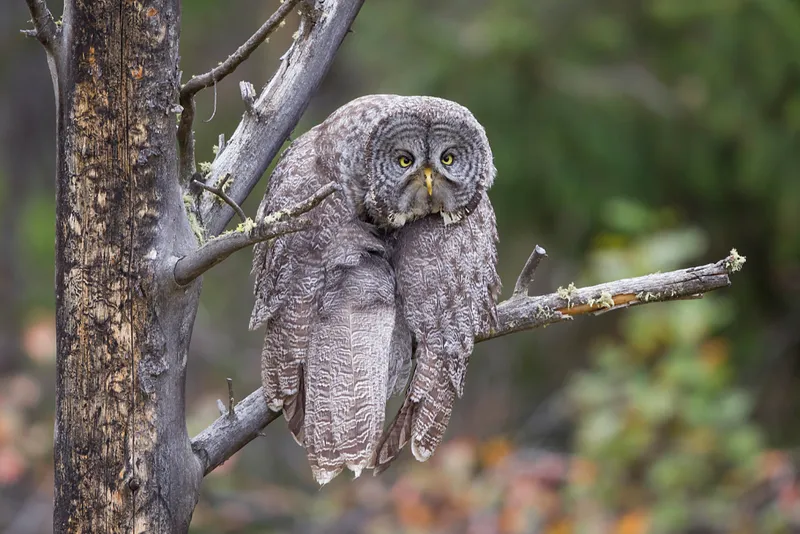 Owl looks tired and depressed