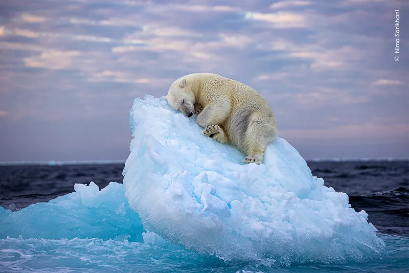Polar bear sleeps on block of ice