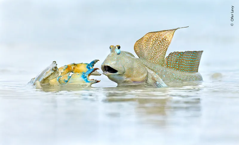 Mudskipper and grab fight on water surface