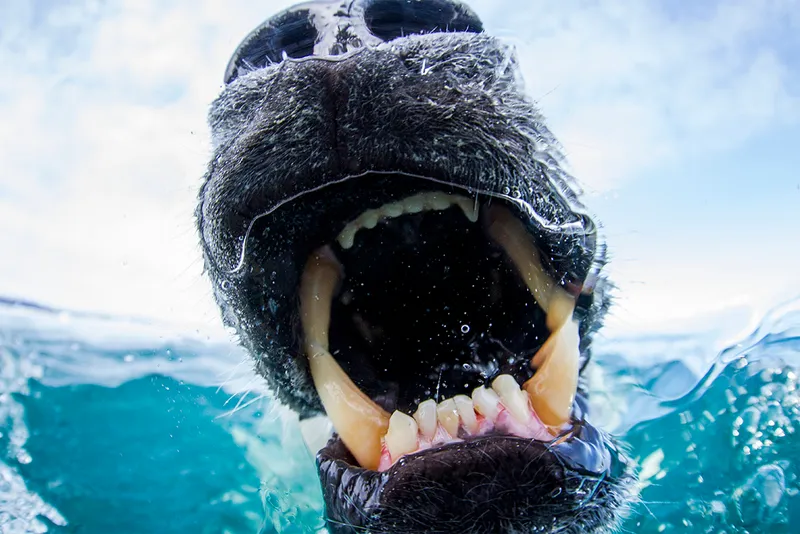 underwater polar bear bites camera