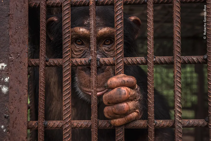 Chimpanzee locked behind bars
