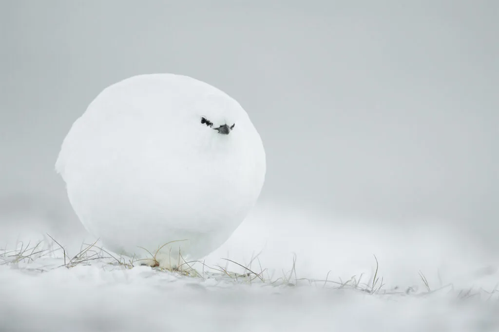 ptak wygląda jak kula śnieżna