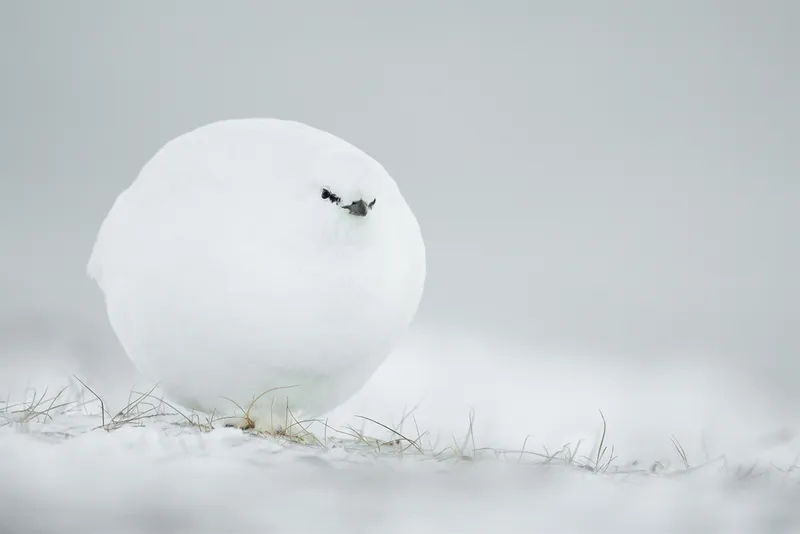 bird looks like a snowball