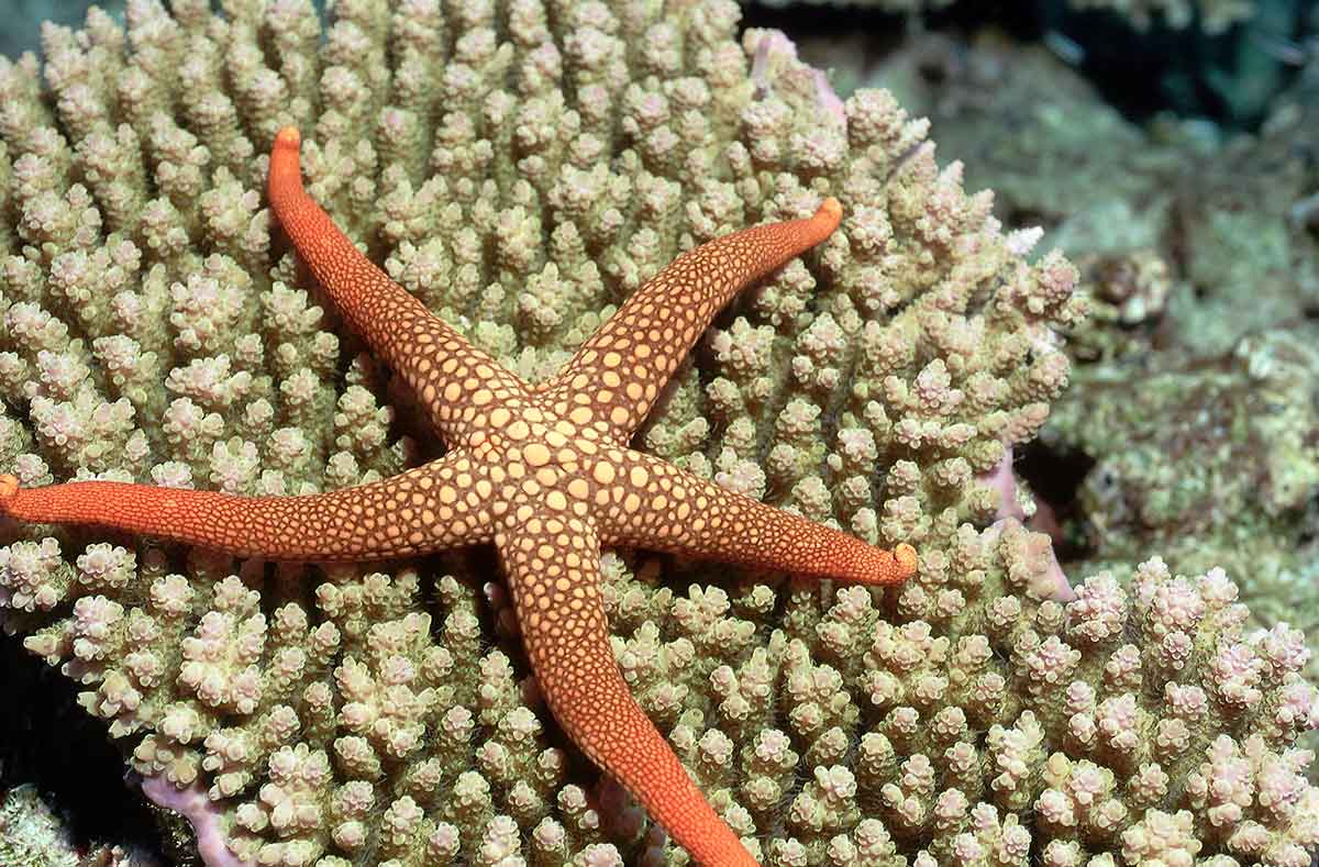 Scientists finally work out where a starfish's head is - BBC Science Focus  Magazine