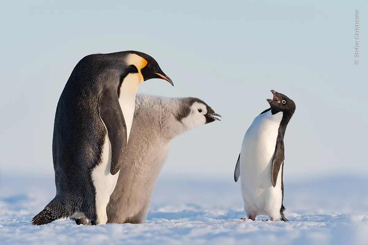 Adult and young penguin look at smaller penguin