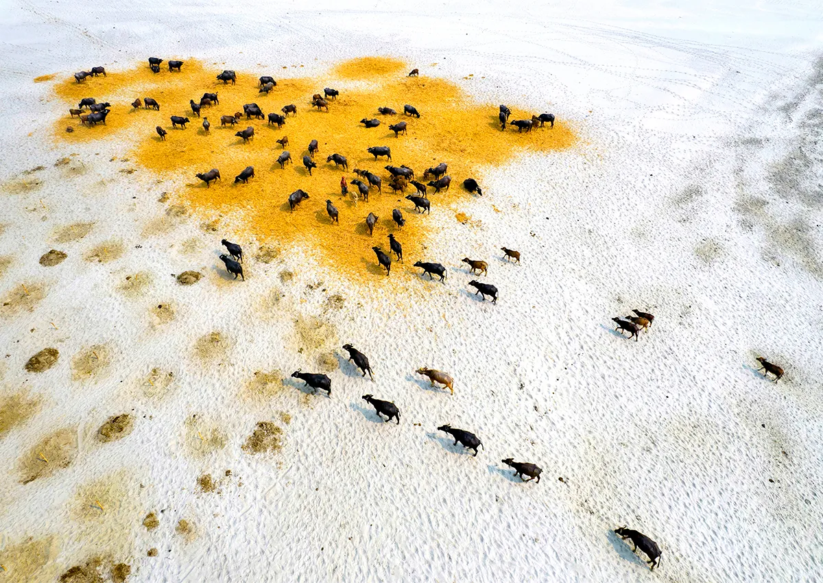 aerial image of buffaloes in group walking across white and yellow ground