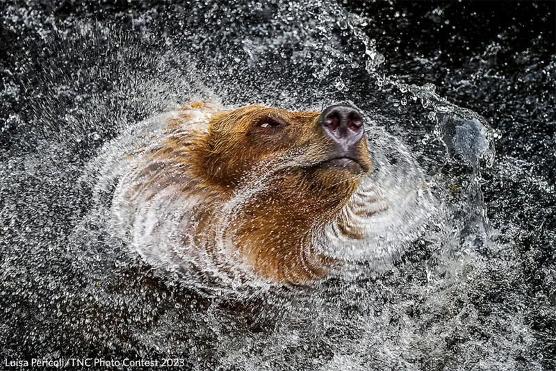 Niedźwiedź wytrząsający wodę z głowy