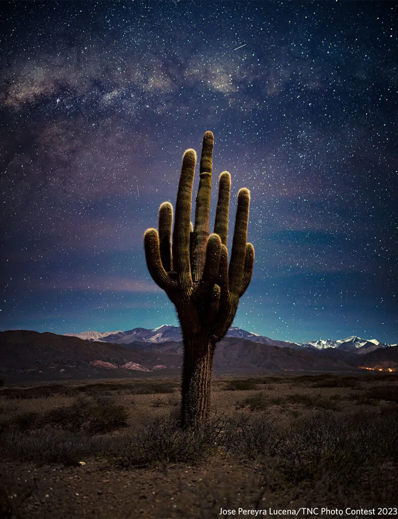 kaktus na pustyni z gwiazdami na niebie
